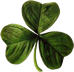 shamrock and link to Wikipedia about St. Patrick's Day